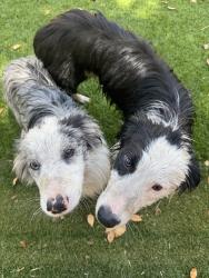 Found/Stray Unknown Dog last seen Pepper st, Monterey Park, CA 91755