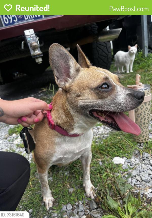 Reunited Female Dog last seen Lee pike/Spardling rd, Soddy-Daisy, TN 37379