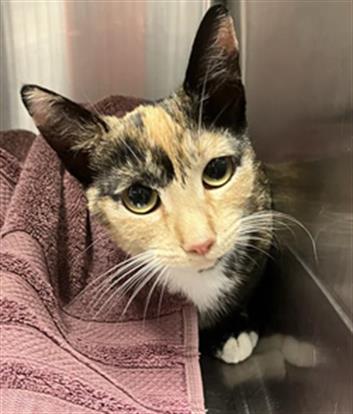 Shelter Stray Female Cat last seen Near BLOCK N FIRST ST, FRESNO CA 93703, 5277 E Airways Blvd, Fresno, CA 93727, USA