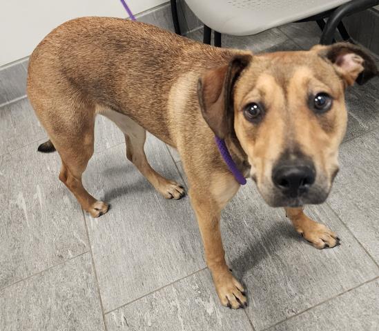 Shelter Stray Female Dog last seen , 2080 S Quebec St, Denver, CO 80231, USA