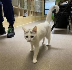 Shelter Stray Female Cat last seen Near BLOCK E 28TH AVE, DENVER CO 80205, 1241 W Bayaud Ave, Denver, CO 80223, USA