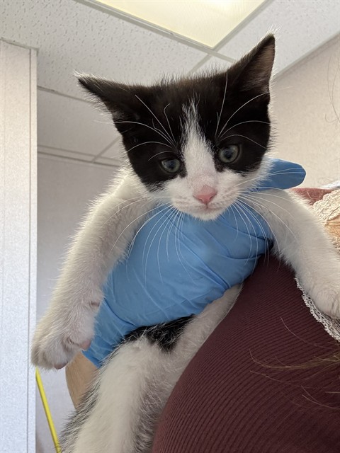 Shelter Stray Female Cat last seen S EUREKA AVE & W MILL ST, SAN BERNARDINO, CA, 92410, 333 Chandler Pl, San Bernardino, CA 92408, USA