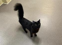 Shelter Stray Male Cat last seen Near BLOCK W BAYAUD AVE, DENVER CO 80223, 1241 W Bayaud Ave, Denver, CO 80223, USA