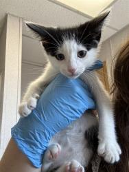 Shelter Stray Female Cat last seen S EUREKA AVE & W MILL ST, SAN BERNARDINO, CA, 92410, 333 Chandler Pl, San Bernardino, CA 92408, USA