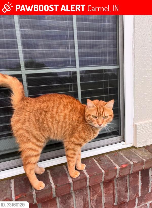 Lost Male Cat last seen Pinto Drive, Carmel, IN 46032