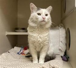 Shelter Stray Male Cat last seen Near BLOCK S RARITAN ST, DENVER CO 80223, 1241 W Bayaud Ave, Denver, CO 80223, USA