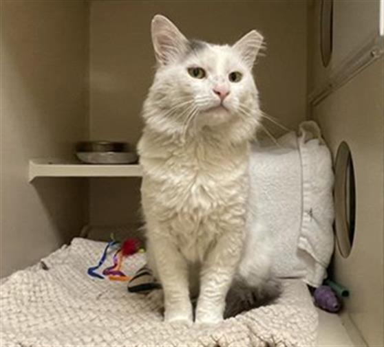 Shelter Stray Male Cat last seen Near BLOCK S RARITAN ST, DENVER CO 80223, 1241 W Bayaud Ave, Denver, CO 80223, USA