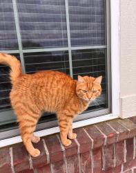 Lost Male Cat last seen Pinto Drive, Carmel, IN 46032