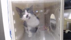 Shelter Stray Female Cat last seen Near BLOCK W BAYAUD AVE, DENVER CO 80223, 1241 W Bayaud Ave, Denver, CO 80223, USA