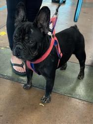Shelter Stray Male Dog last seen , 14409 Vanowen St, Van Nuys, CA 91405, USA