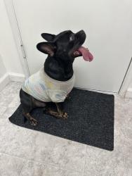 Found/Stray Male Dog last seen Anaheim Blvd & Wilhelmenia, Anaheim, CA 92805
