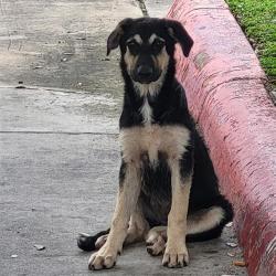 Shelter Stray Male Dog last seen , 4710 TX-151, San Antonio, TX 78227, USA
