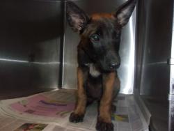 Shelter Stray Male Dog last seen , 14409 Vanowen St, Van Nuys, CA 91405, USA