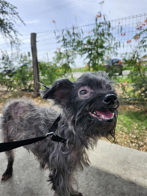 Shelter Stray Female Dog last seen DAVE ERWIN DR, 4710 TX-151, San Antonio, TX 78227, USA