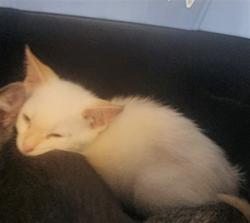 Shelter Stray Male Cat last seen , 11361 W Pico Blvd, Los Angeles, CA 90064, USA