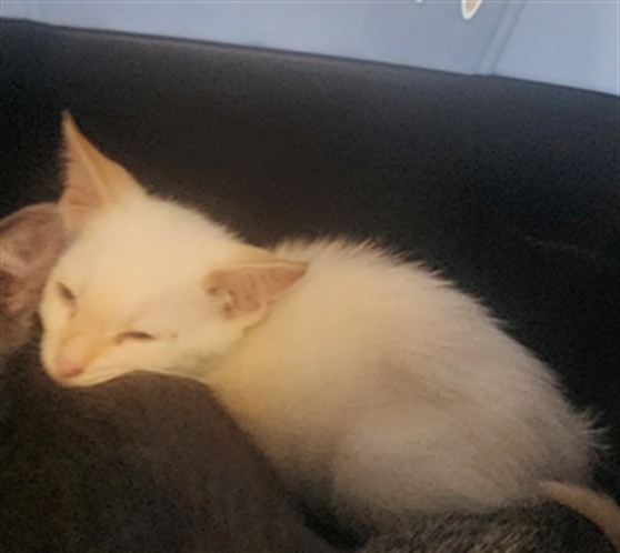 Shelter Stray Male Cat last seen , 11361 W Pico Blvd, Los Angeles, CA 90064, USA