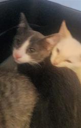 Shelter Stray Male Cat last seen , 11361 W Pico Blvd, Los Angeles, CA 90064, USA