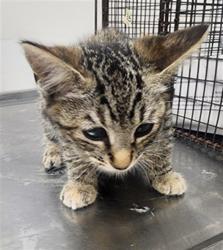 Shelter Stray Female Cat last seen , 11361 W Pico Blvd, Los Angeles, CA 90064, USA
