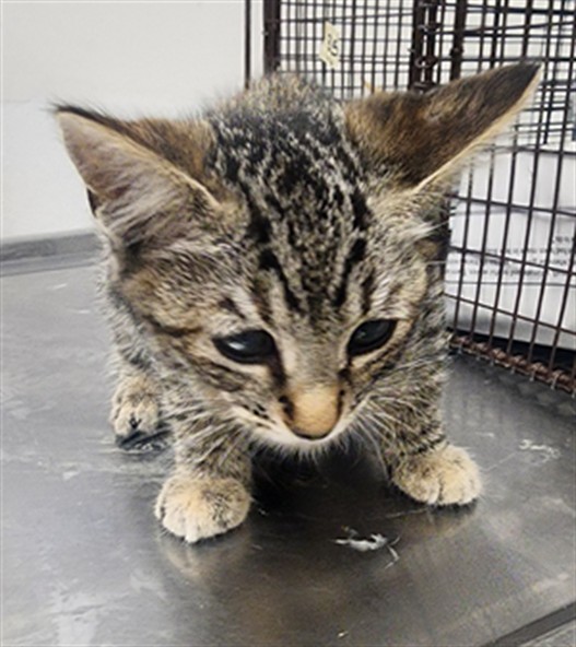 Shelter Stray Female Cat last seen , 11361 W Pico Blvd, Los Angeles, CA 90064, USA