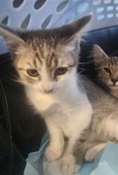 Shelter Stray Male Cat last seen , 11361 W Pico Blvd, Los Angeles, CA 90064, USA
