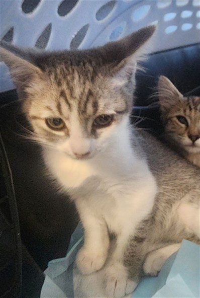 Shelter Stray Male Cat last seen , 11361 W Pico Blvd, Los Angeles, CA 90064, USA