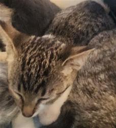 Shelter Stray Male Cat last seen , 11361 W Pico Blvd, Los Angeles, CA 90064, USA