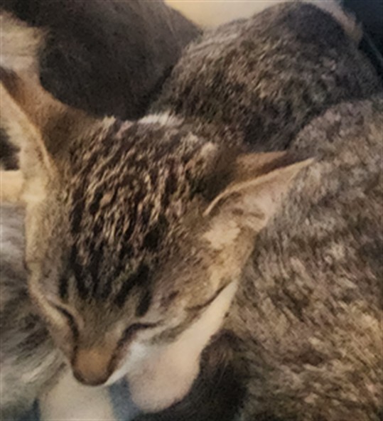 Shelter Stray Male Cat last seen , 11361 W Pico Blvd, Los Angeles, CA 90064, USA