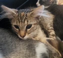 Shelter Stray Female Cat last seen , 11361 W Pico Blvd, Los Angeles, CA 90064, USA