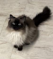 Reunited Female Cat last seen Near W Glade Rd, Colleyville, TX 76034, USA, Colleyville, TX 76034