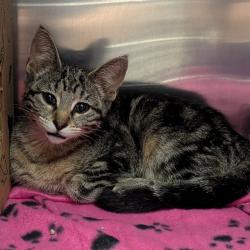 Shelter Stray Female Cat last seen Near BLOCK HAZELCREST DR,63042, 10521 Baur Blvd, Olivette, MO 63132, USA