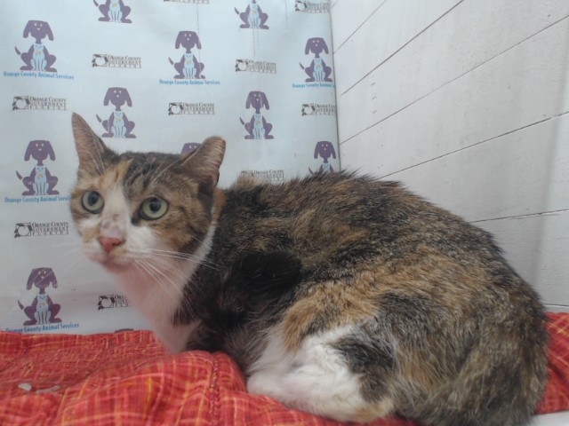 Shelter Stray Female Cat last seen , 2769 Conroy Rd, Orlando, FL 32839, USA