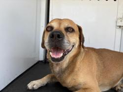 Shelter Stray Male Dog last seen Near BLOCK ALVISO RD, PERRIS, CA, 6851 Van Buren Boulevard, Jurupa Valley, CA 92509, USA
