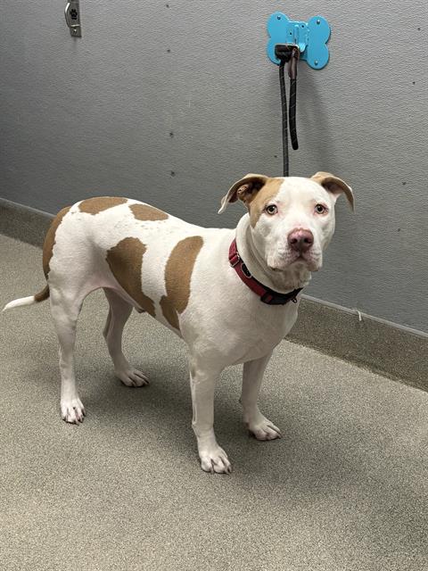 Shelter Stray Male Dog last seen Near BLOCK W BADURA AVE, LAS VEGAS NV 89113, 655 N Mojave Rd, Las Vegas, NV 89101, USA