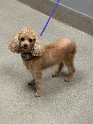 Shelter Stray Female Dog last seen Near BLOCK DON QUIXOTE ST, LAS VEGAS NV 89121, 655 N Mojave Rd, Las Vegas, NV 89101, USA