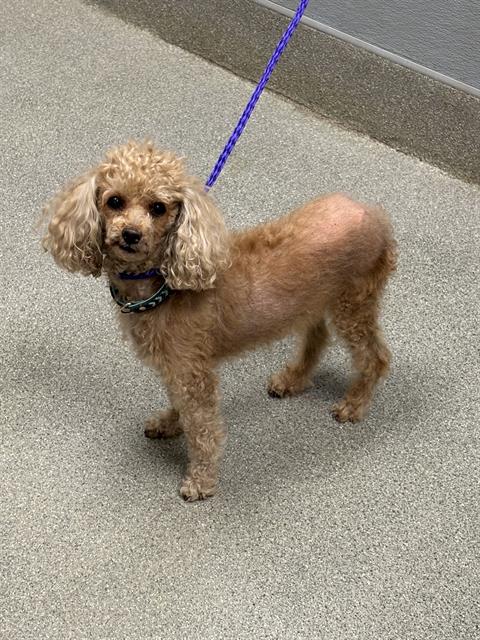 Shelter Stray Female Dog last seen Near BLOCK DON QUIXOTE ST, LAS VEGAS NV 89121, 655 N Mojave Rd, Las Vegas, NV 89101, USA