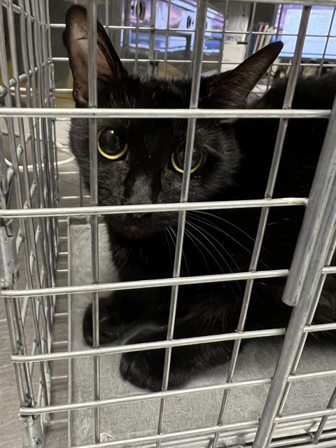 Shelter Stray Female Cat last seen Near BLOCK W TROPICANA AVE, LAS VEGAS NV 89103, 655 N Mojave Rd, Las Vegas, NV 89101, USA