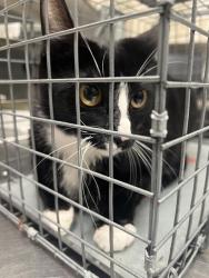Shelter Stray Unknown Cat last seen Near BLOCK W TROPICANA AVE, LAS VEGAS NV 89103, 655 N Mojave Rd, Las Vegas, NV 89101, USA