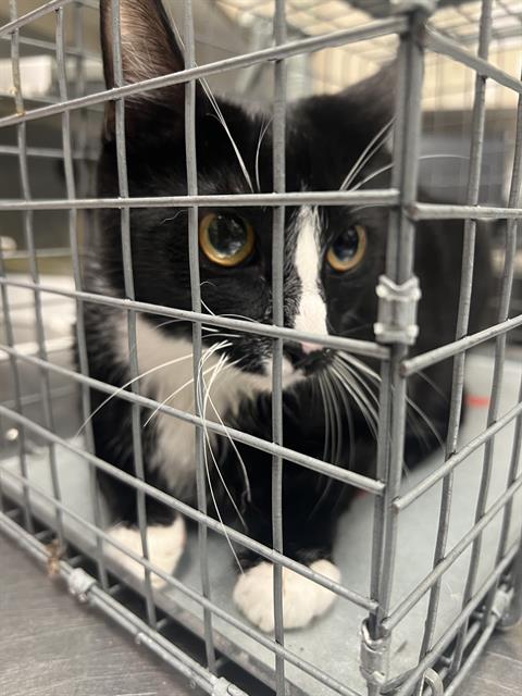 Shelter Stray Female Cat last seen Near BLOCK W TROPICANA AVE, LAS VEGAS NV 89103, 655 N Mojave Rd, Las Vegas, NV 89101, USA