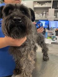 Shelter Stray Male Dog last seen Near BLOCK BERGAMO AVE, SAN JACINTO, 581 S Grand Ave, San Jacinto, CA 92582, USA