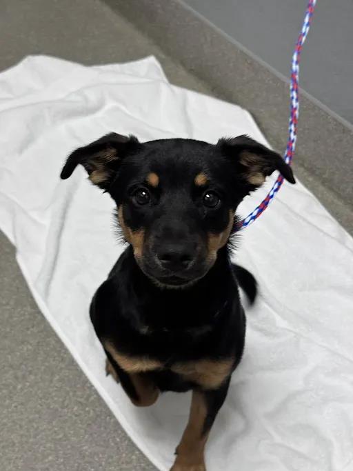 Shelter Stray Female Dog last seen N DURANGO DR & N EL CAPITAN WAY, 655 N Mojave Rd, Las Vegas, NV 89101, USA