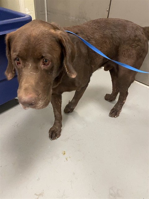 Shelter Stray Male Dog last seen WHITTIER & CORNELL, HEMET CITY, 581 S Grand Ave, San Jacinto, CA 92582, USA