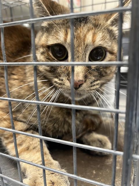 Shelter Stray Female Cat last seen Near BLOCK OF FOGG ST, 655 N Mojave Rd, Las Vegas, NV 89101, USA