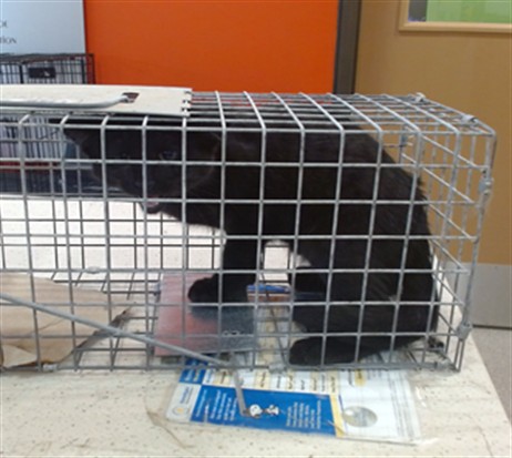 Shelter Stray Male Cat last seen Near BLOCK CLEVELAND BLVD, 3528 Newburg Rd, Louisville, KY 40218, USA