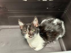 Shelter Stray Female Cat last seen YALE/PARK PL, 6443 Oak Canyon, Irvine, CA 92618, USA