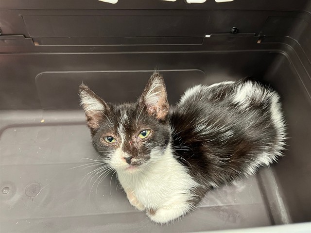 Shelter Stray Female Cat last seen YALE/PARK PL, 6443 Oak Canyon, Irvine, CA 92618, USA