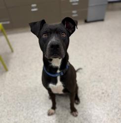 Shelter Stray Male Dog last seen Near BLOCK S 8TH AVE (GOODWILL), 12155 Park Blvd, Brighton, CO 80601, USA