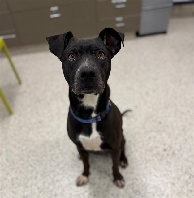 Shelter Stray Male Dog last seen Near BLOCK S 8TH AVE (GOODWILL), 12155 Park Blvd, Brighton, CO 80601, USA