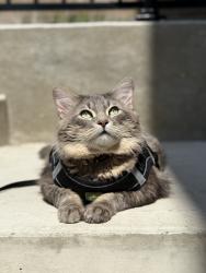 Reunited Male Cat last seen Saddlestone way, Calgary, AB 
