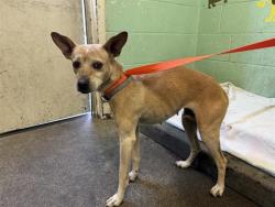 Shelter Stray Female Dog last seen LERNER WAY & TELFER WAY, 2127 Front St, Sacramento, CA 95818, USA