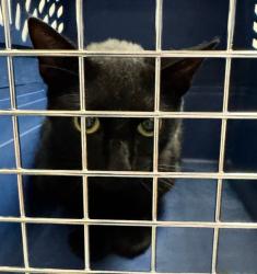 Shelter Stray Unknown Cat last seen Near BLOCK MONA CT, 12155 Park Blvd, Brighton, CO 80601, USA